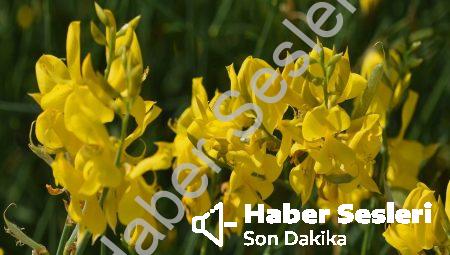 Doğaüstü Rüya Yolculukları ve Keşiflerin Sırrı