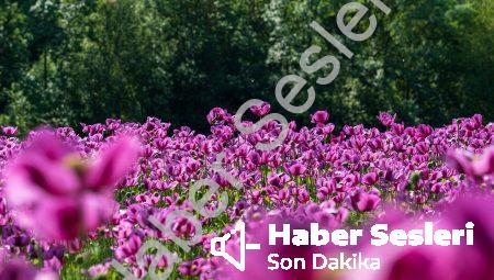 Psişik Enerji Nedir?