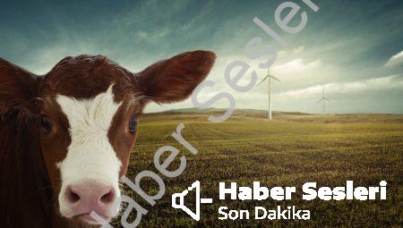 Biyolojik Yakıt Hücreleri: Gelecekteki Enerji Kaynağı mı?
