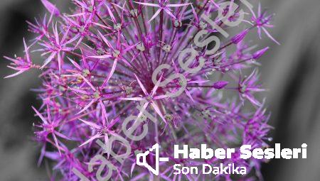 Uzaktan Eğitim Platformlarının Önemi