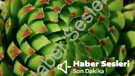 yapay zeka tabanlı sağlık teşhisi: geleceğin sağlık çözümü