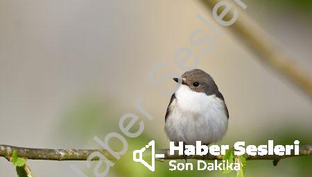 Psişik Enerjinin Uzaktan Etkileşimi: Sınır Tanımaz Güç