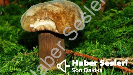 Bilinmeyen ve Keşfedilmemiş Canlı Türlerinin Gizemi