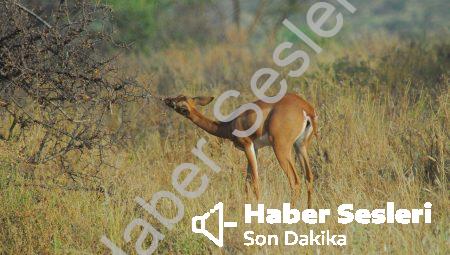 Biyolojik Çeşitlilik Koruma Teknikleri
