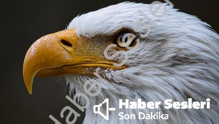Muhabbet Kuşları ve Küsme Durumu