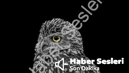Muhabbet Kuşu Neden Kusar?