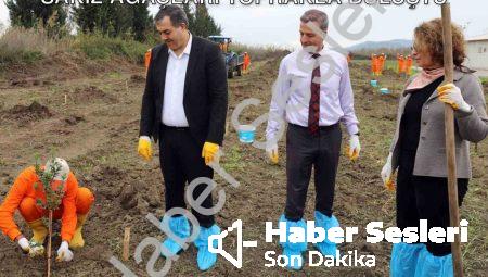 Dalaman Açık Cezaevi’nde Üretim Hamlesi: Sakız Ağaçları Toprakla Buluştu