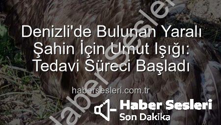 Denizli’de Bulunan Yaralı Şahin İçin Umut Işığı: Tedavi Süreci Başladı
