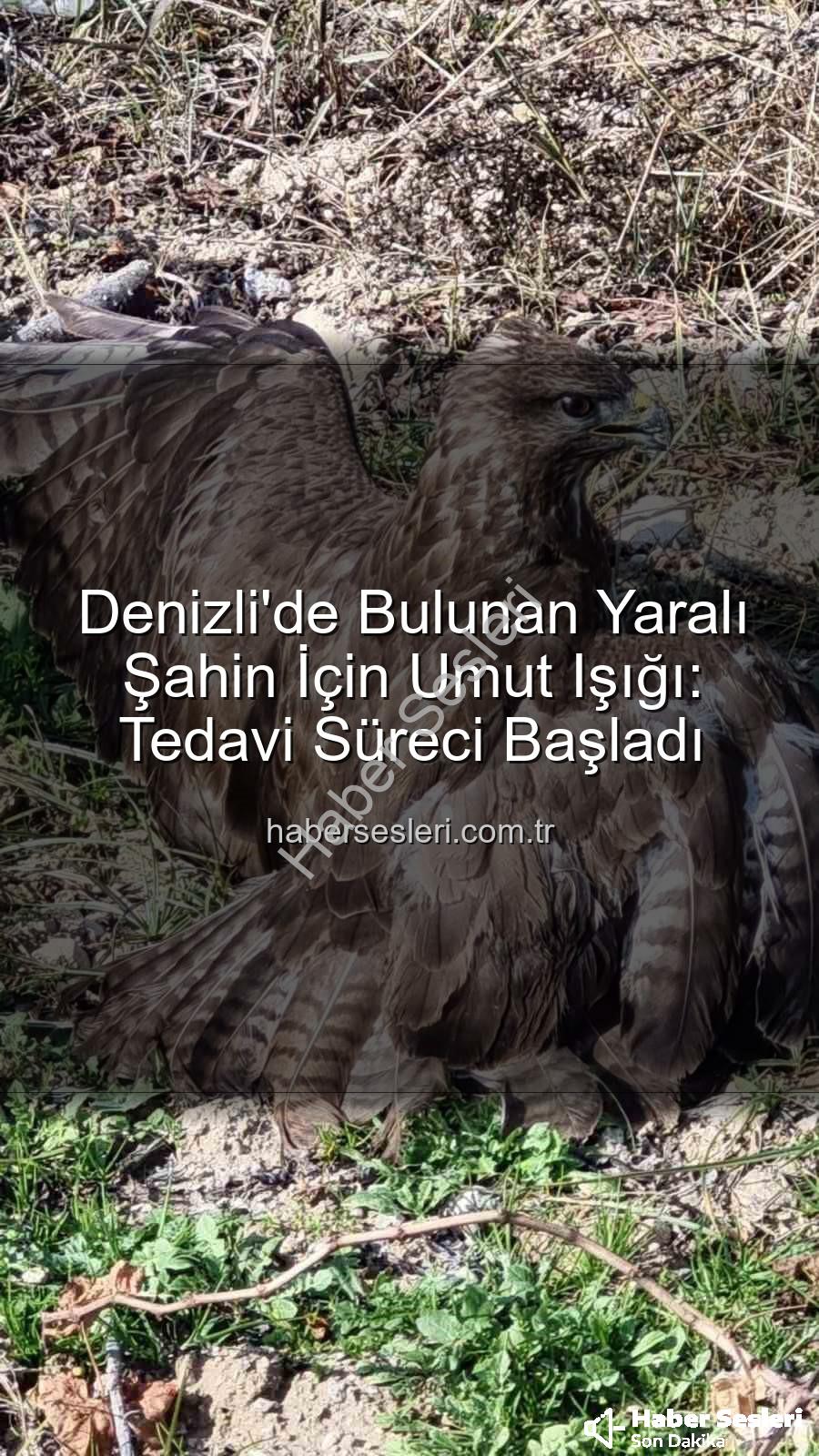yaralı şahin - Denizli'de Bulunan Yaralı Şahin İçin Umut Işığı: Tedavi Süreci Başladı