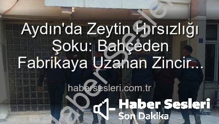 Aydın’da Zeytin Hırsızlığı Şoku: Bahçeden Fabrikaya Uzanan Zincir Kırıldı, 2 Şüpheli Yakalandı