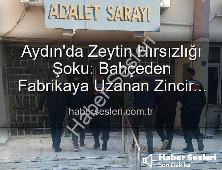zeytin hırsızlığı - Aydın'da Zeytin Hırsızlığı Şoku: Bahçeden Fabrikaya Uzanan Zincir Kırıldı, 2 Şüpheli Yakalandı