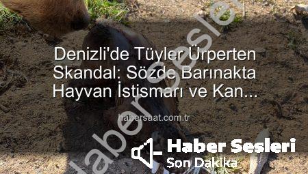 Denizli’de Kan Donduran İstismar: Sözde Barınakta Köpekler Açlıktan Birbirini Yedi, Bağışlar Kayıp!