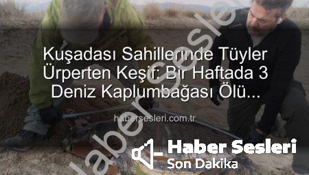 Kuşadası Sahillerinde Tüyler Ürperten Keşif: Bir Haftada 3 Deniz Kaplumbağası Ölü Bulundu!