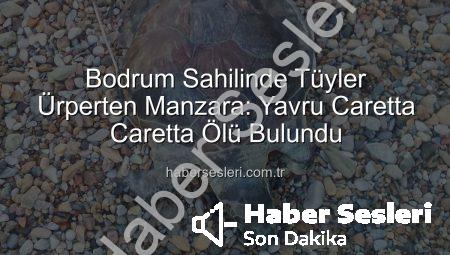 Bodrum Sahilinde Tüyler Ürperten Manzara: Yavru Caretta Caretta Ölü Bulundu