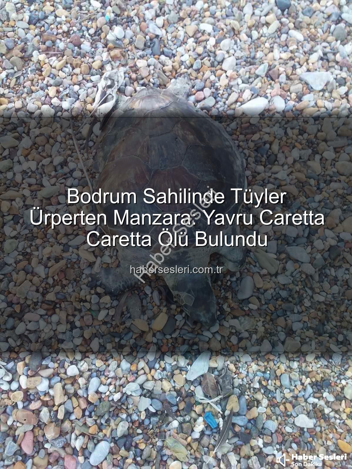 yavru caretta caretta - Bodrum Sahilinde Tüyler Ürperten Manzara: Yavru Caretta Caretta Ölü Bulundu