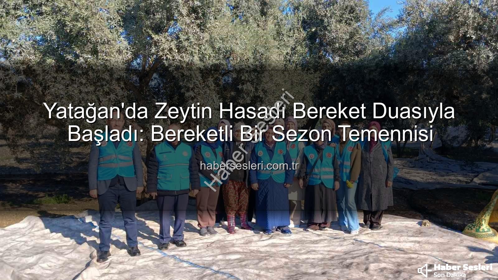 zeytin hasadı - Yatağan'da Zeytin Hasadı Bereket Duasıyla Başladı: Bereketli Bir Sezon Temennisi