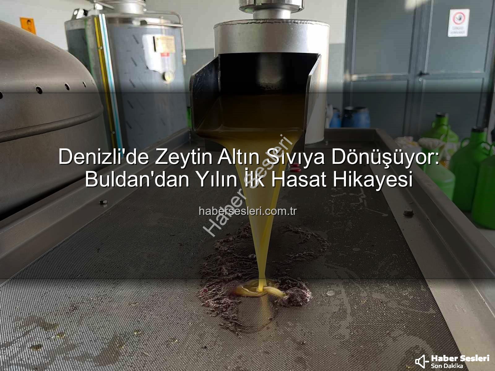 zeytin hasadı - Denizli'de Zeytin Altın Sıvıya Dönüşüyor: Buldan'dan Yılın İlk Hasat Hikayesi