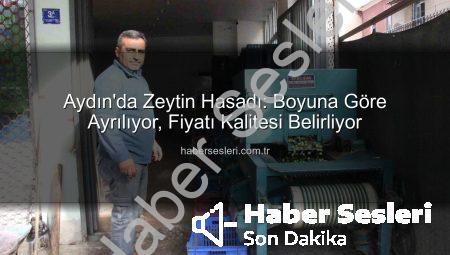 Aydın’da Zeytin Hasadı: Boyuna Göre Ayrılıyor, Fiyatı Kalitesi Belirliyor