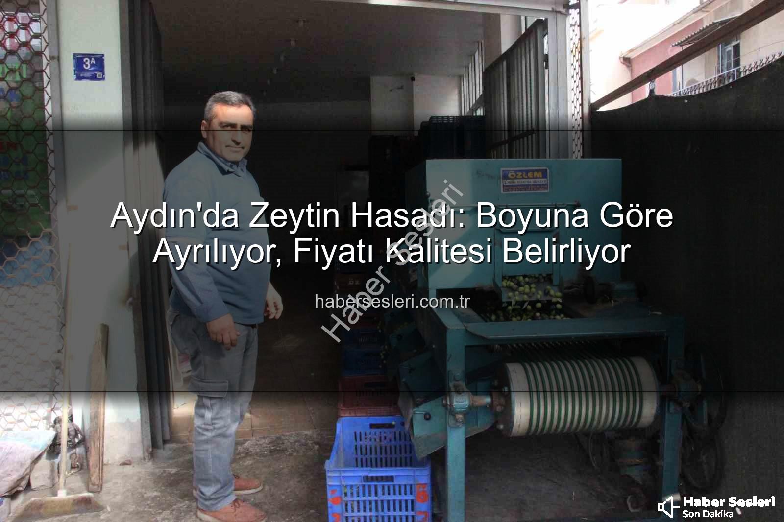 zeytin hasadı - Aydın'da Zeytin Hasadı: Boyuna Göre Ayrılıyor, Fiyatı Kalitesi Belirliyor
