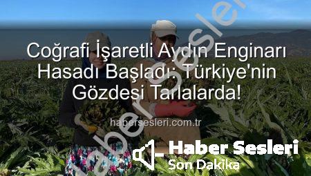 Coğrafi İşaretli Aydın Enginarı Hasadı Başladı: Türkiye’nin Gözdesi Tarlalarda!
