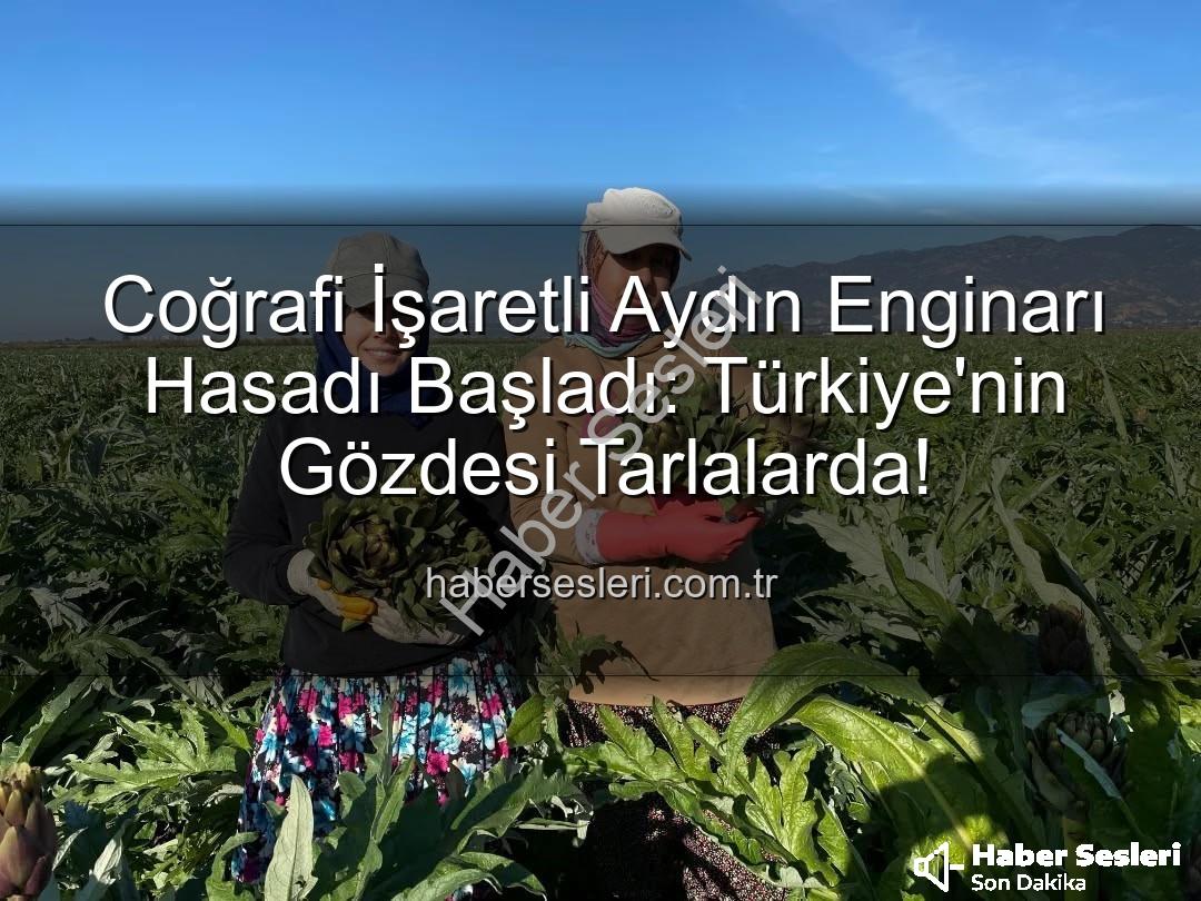 Aydın Enginarı - Coğrafi İşaretli Aydın Enginarı Hasadı Başladı: Türkiye'nin Gözdesi Tarlalarda!