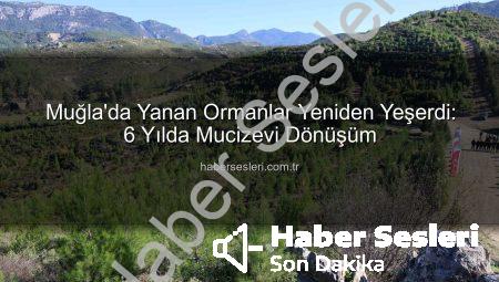 Muğla’da Yanan Ormanlar Yeniden Yeşerdi: 6 Yılda Mucizevi Dönüşüm