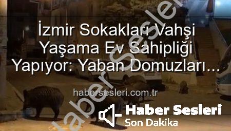 İzmir Sokakları Vahşi Yaşama Ev Sahipliği Yapıyor: Yaban Domuzları Şehirde Cirit Atıyor!