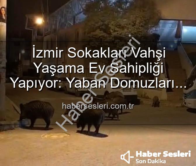 yaban domuzu izmir - İzmir Sokakları Vahşi Yaşama Ev Sahipliği Yapıyor: Yaban Domuzları Şehirde Cirit Atıyor!